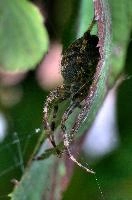DFF Spider.jpg
